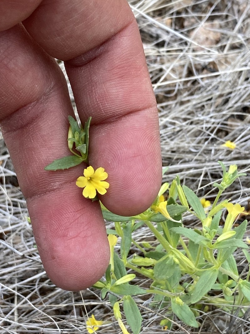 Little Redstem Monkeyflower