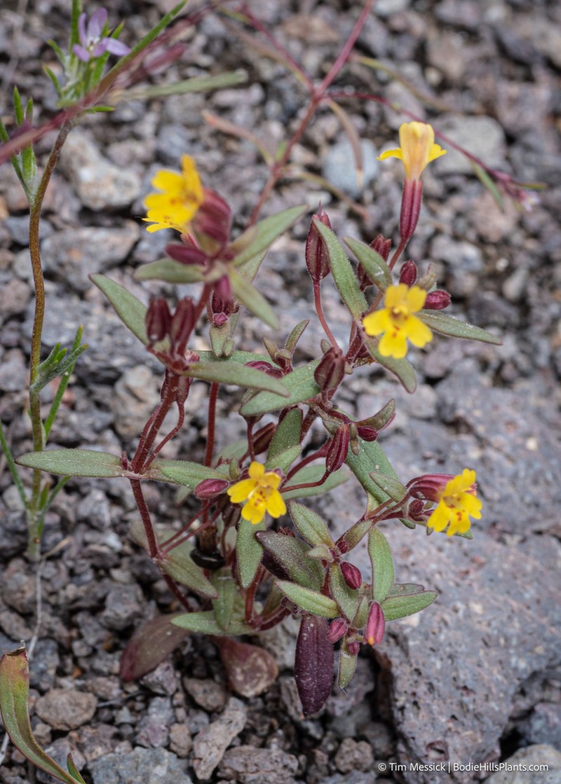 Little Redstem Monkeyflower photo 2
