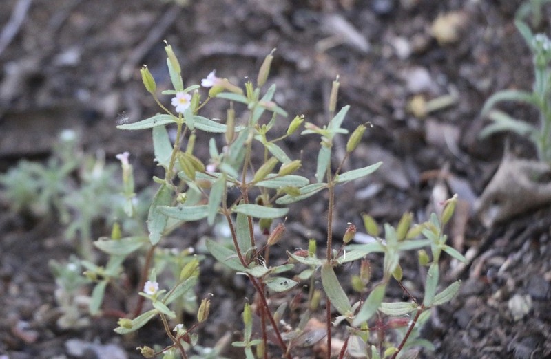 Little Redstem Monkeyflower photo 3