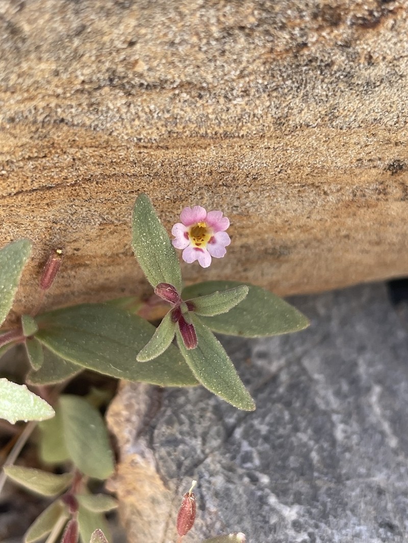 Little Redstem Monkeyflower photo 4