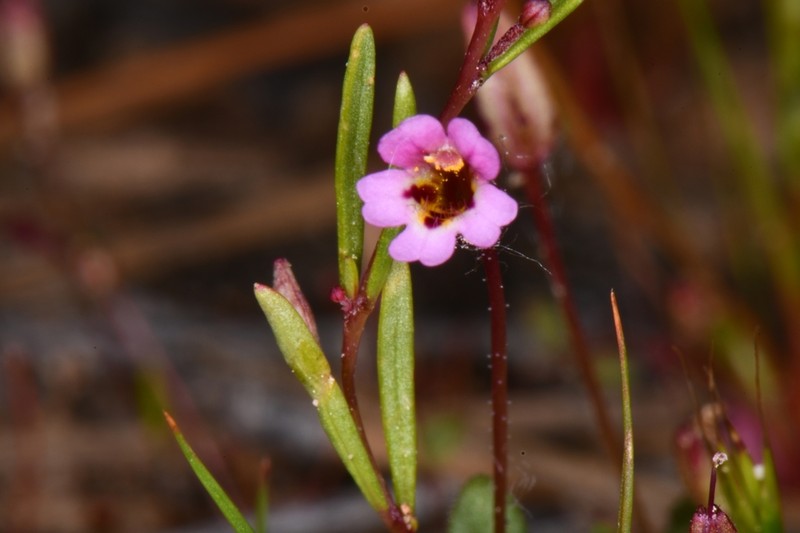Little Redstem Monkeyflower photo 5