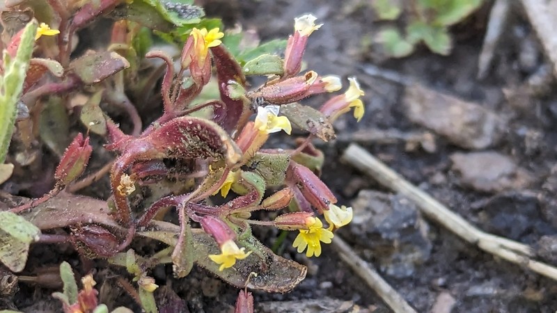 Little Redstem Monkeyflower photo 6