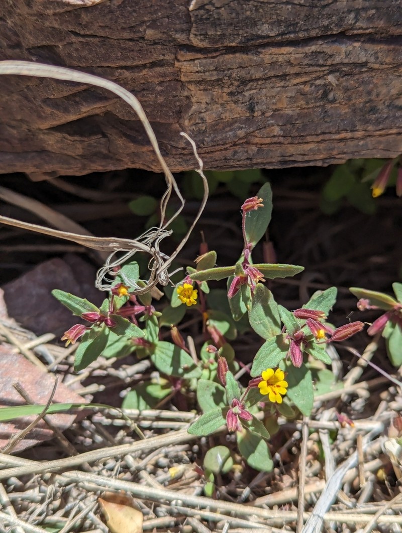 Little Redstem Monkeyflower photo 7