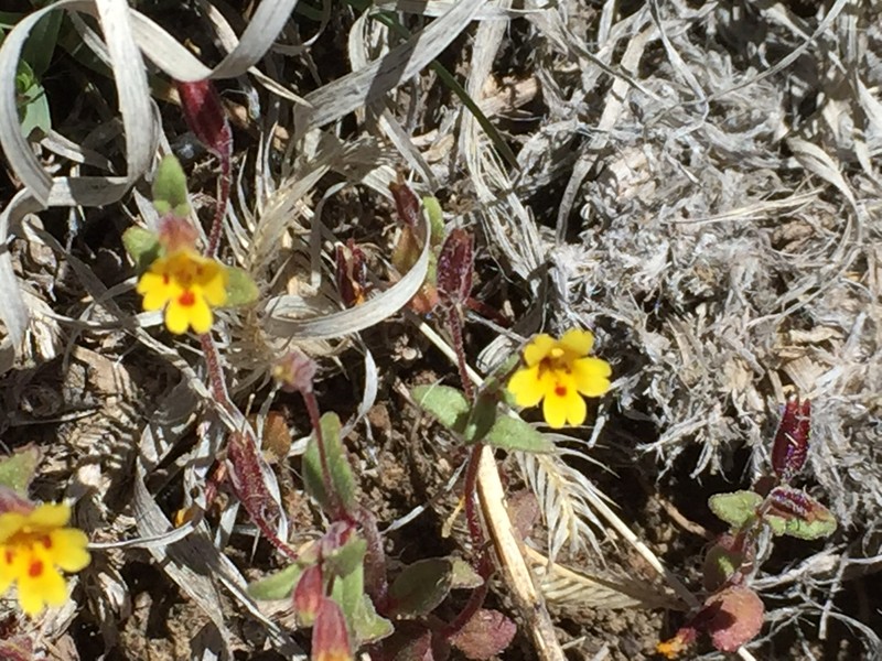 Little Redstem Monkeyflower photo 8