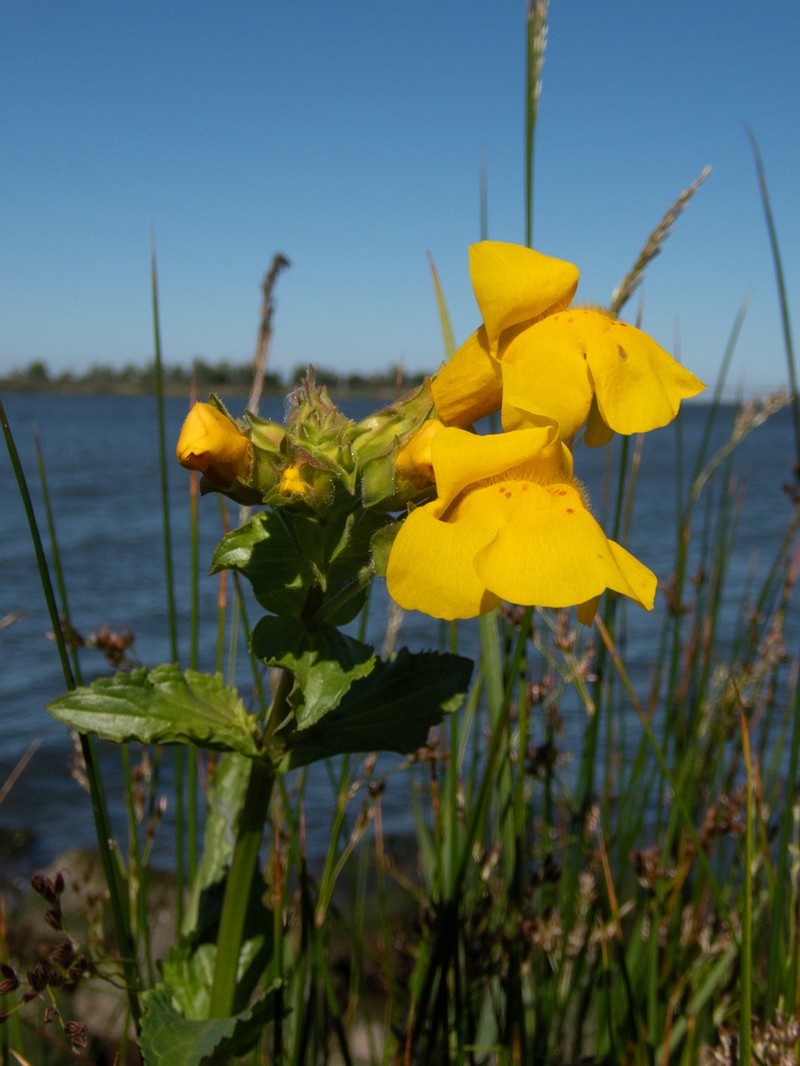 Erythranthe scouleri
