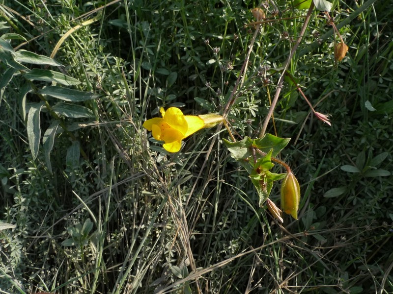 Erythranthe scouleri photo 2