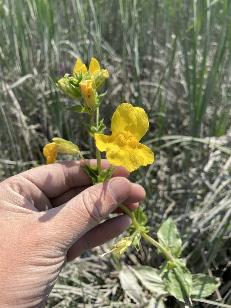 Erythranthe scouleri photo 3