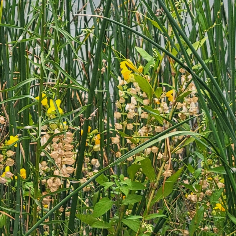 Erythranthe scouleri photo 4