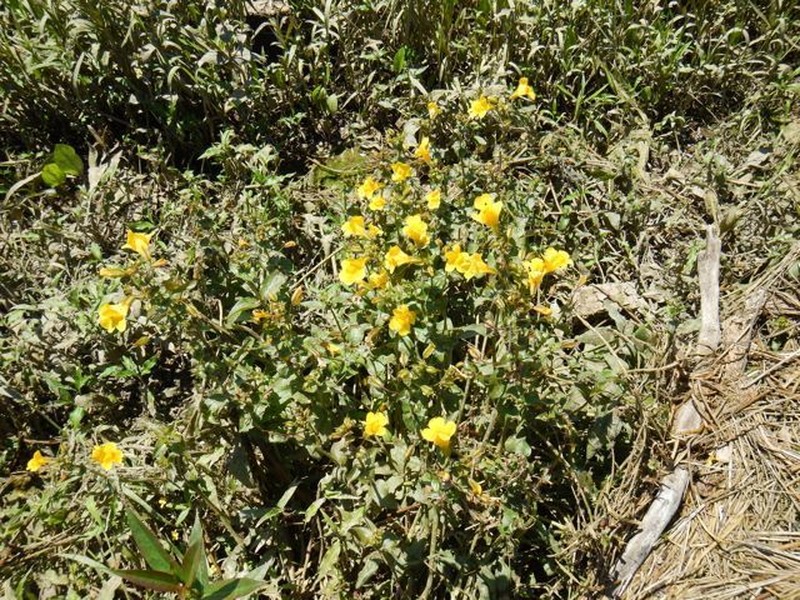Erythranthe scouleri photo 6