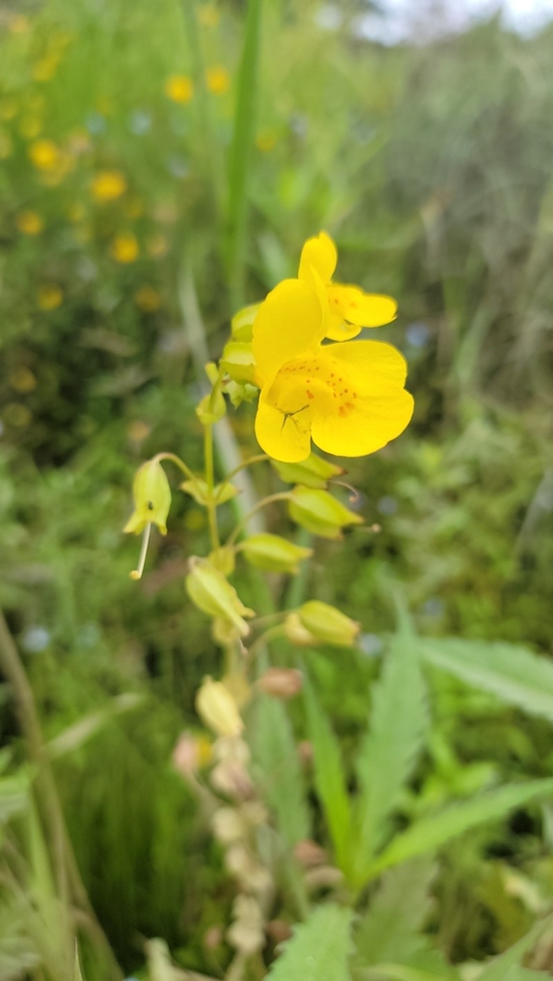 Erythranthe scouleri photo 7