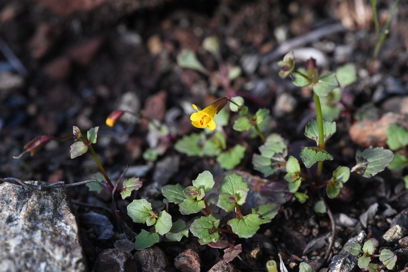 Erythranthe serpentinicola