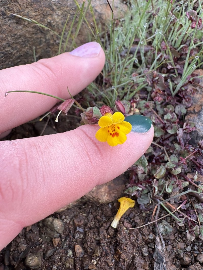 Erythranthe serpentinicola photo 2