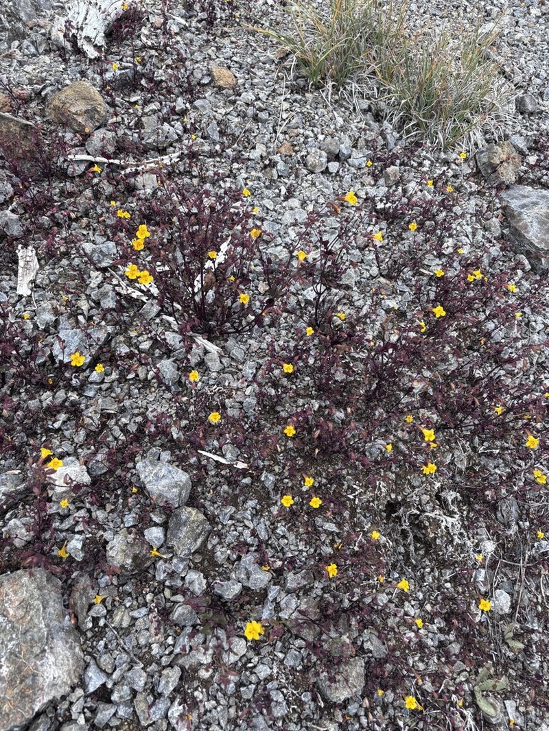 Erythranthe serpentinicola photo 4