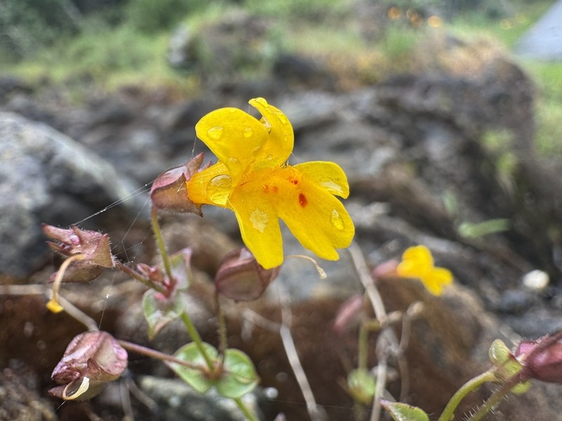 Erythranthe serpentinicola photo 8