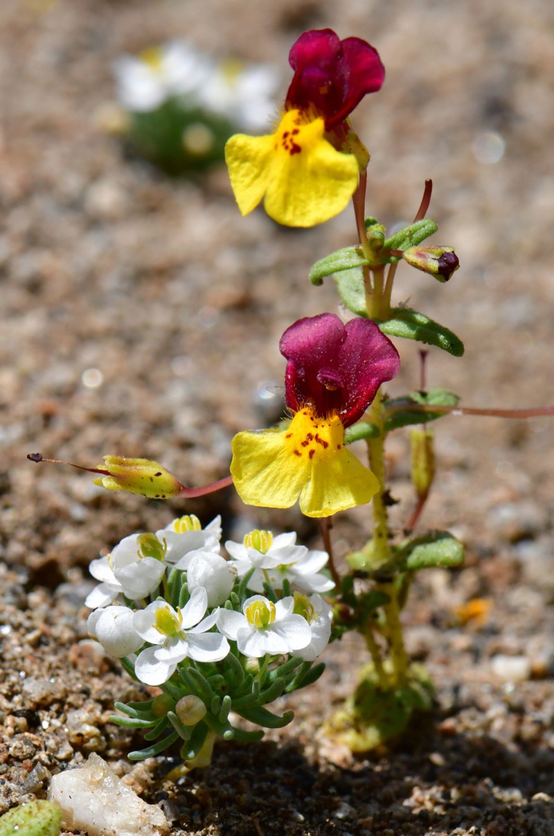 Kelso Creek Monkeyflower