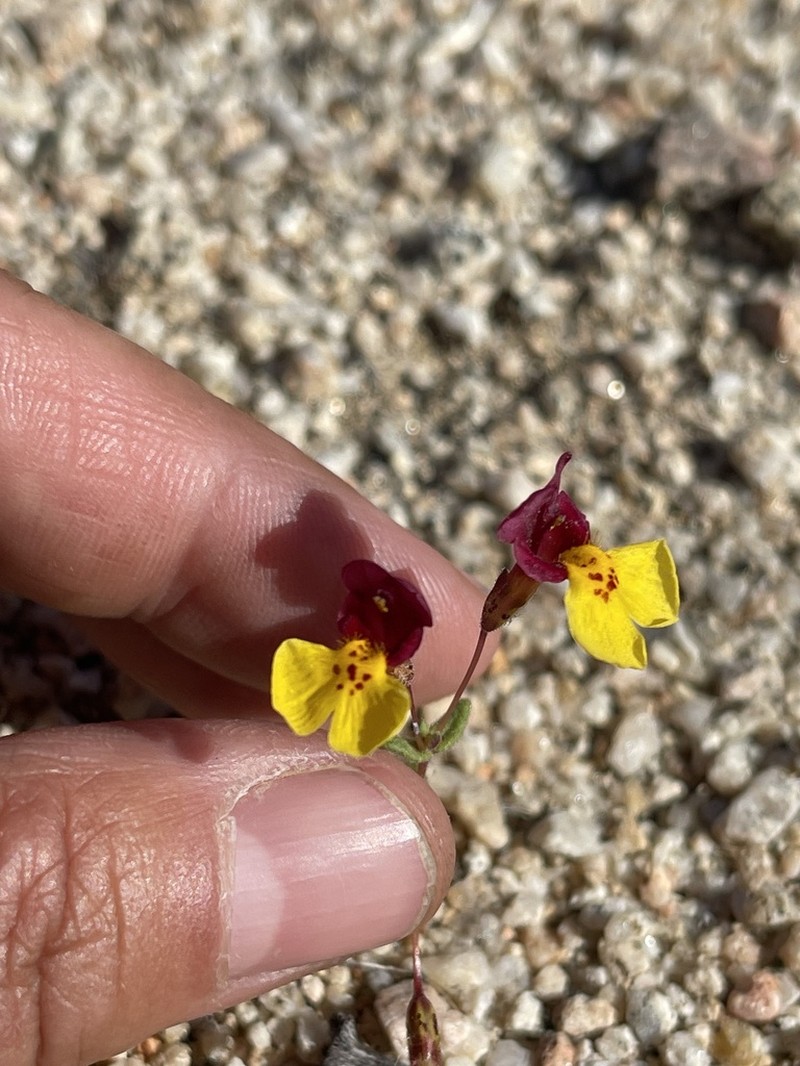 Kelso Creek Monkeyflower photo 2