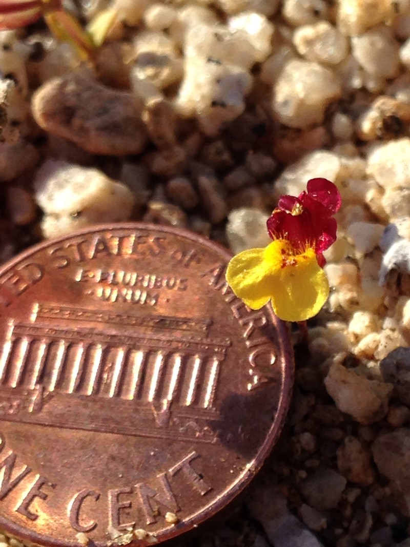 Kelso Creek Monkeyflower photo 3