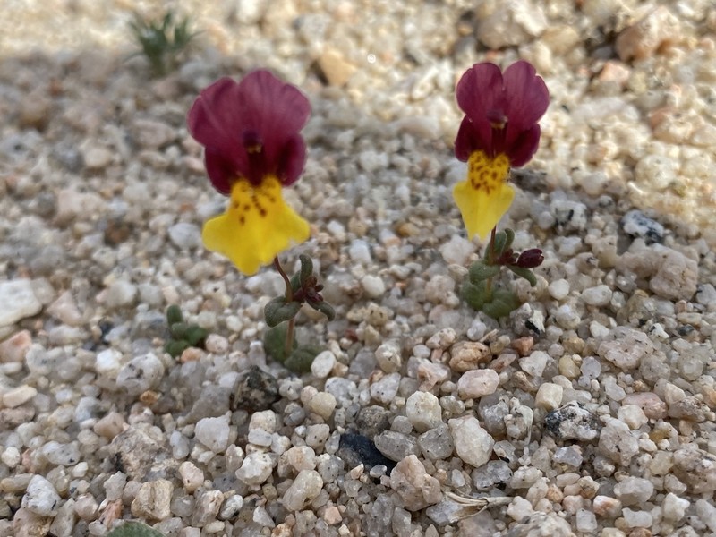 Kelso Creek Monkeyflower photo 4