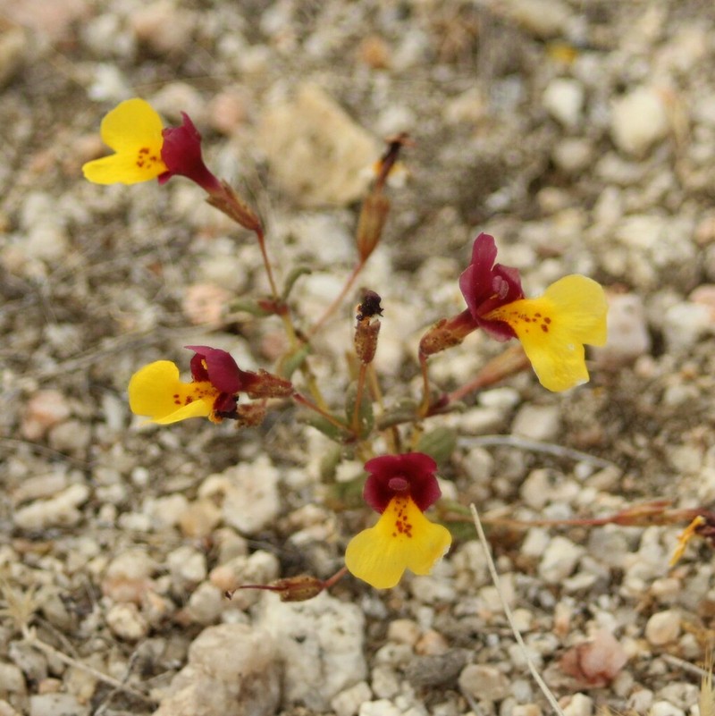 Kelso Creek Monkeyflower photo 5