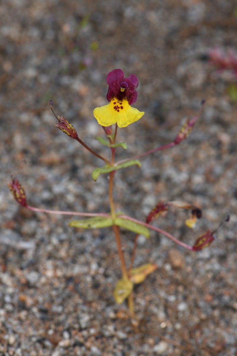 Kelso Creek Monkeyflower photo 6