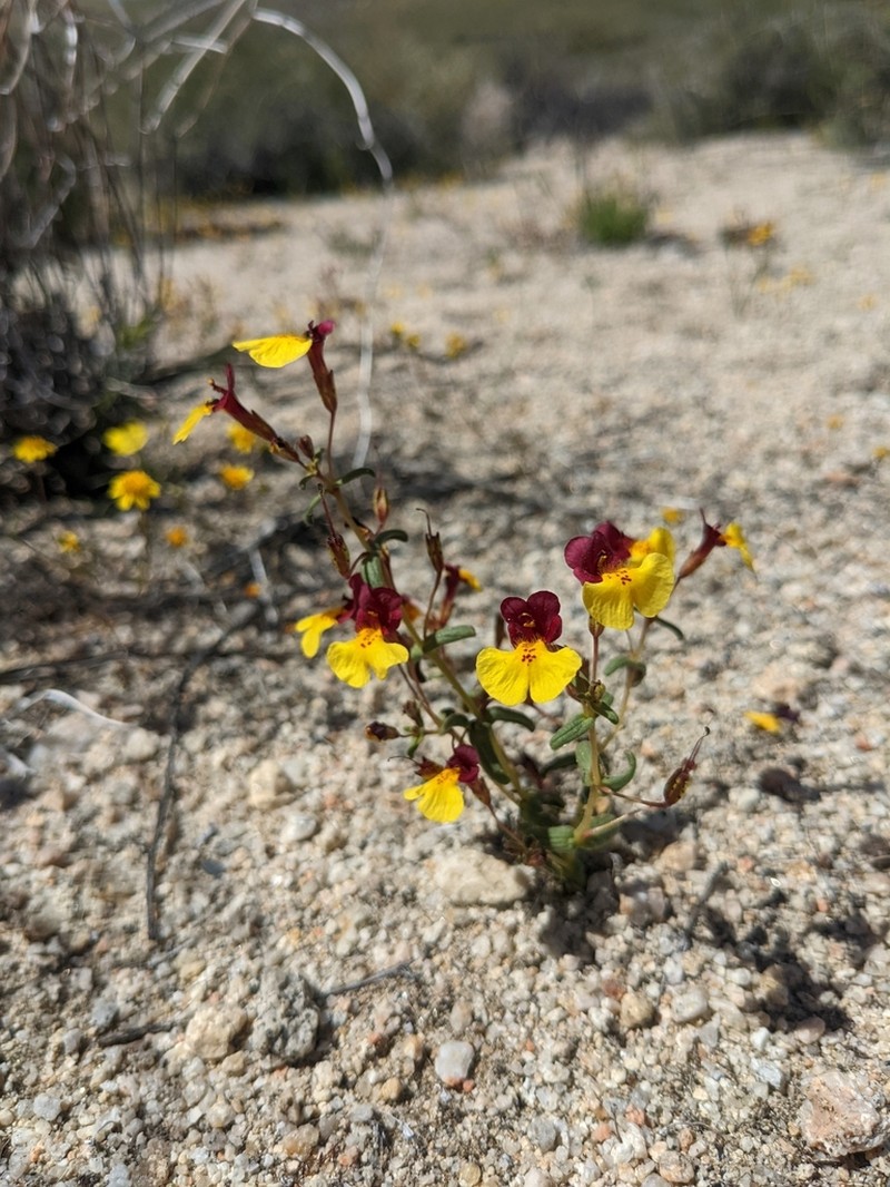 Kelso Creek Monkeyflower photo 7