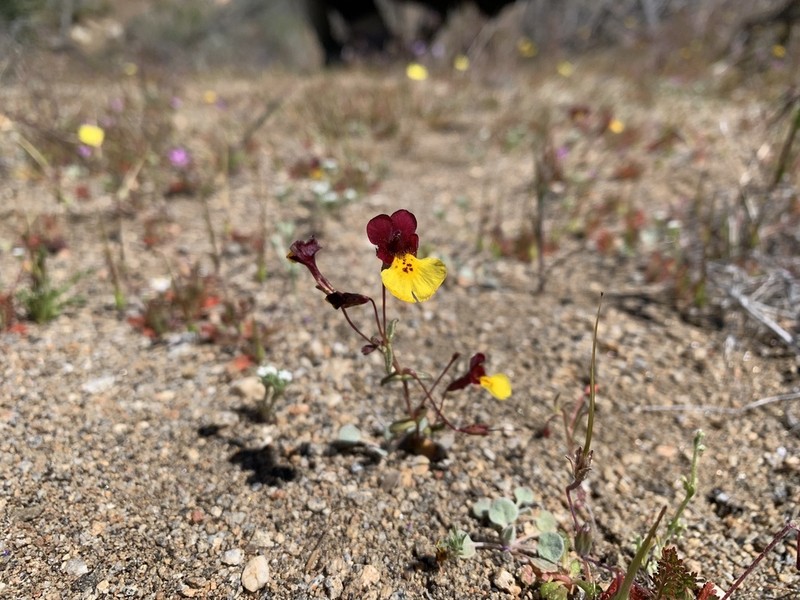 Kelso Creek Monkeyflower photo 8