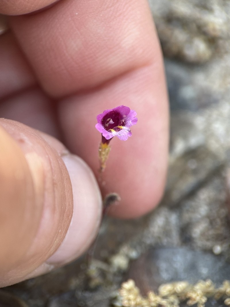 Erythranthe sierrae photo 2