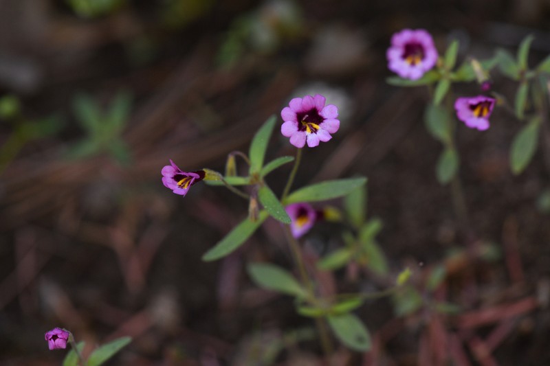 Erythranthe sierrae photo 3