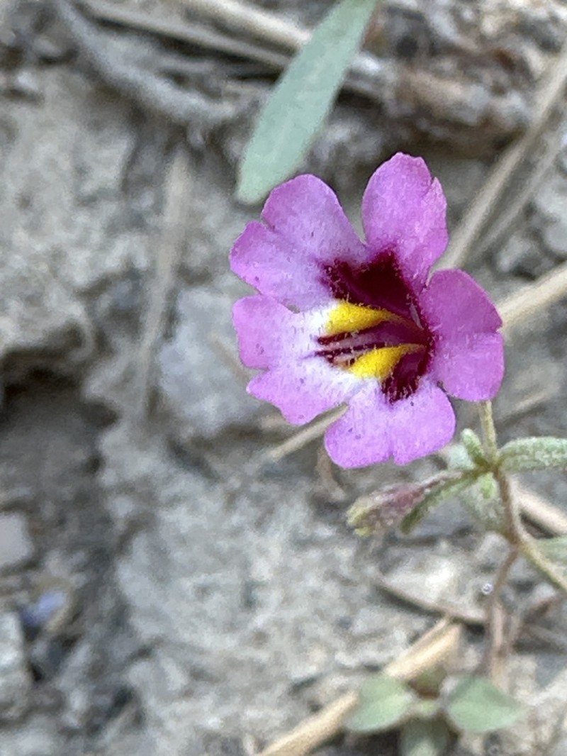Erythranthe sierrae photo 5