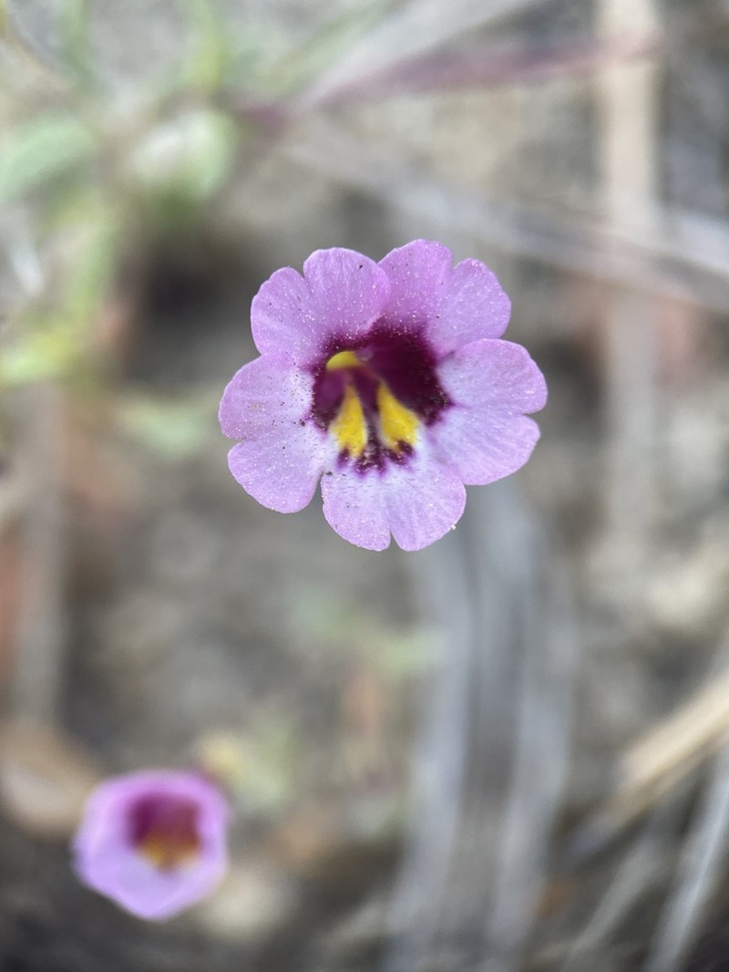 Erythranthe sierrae photo 6