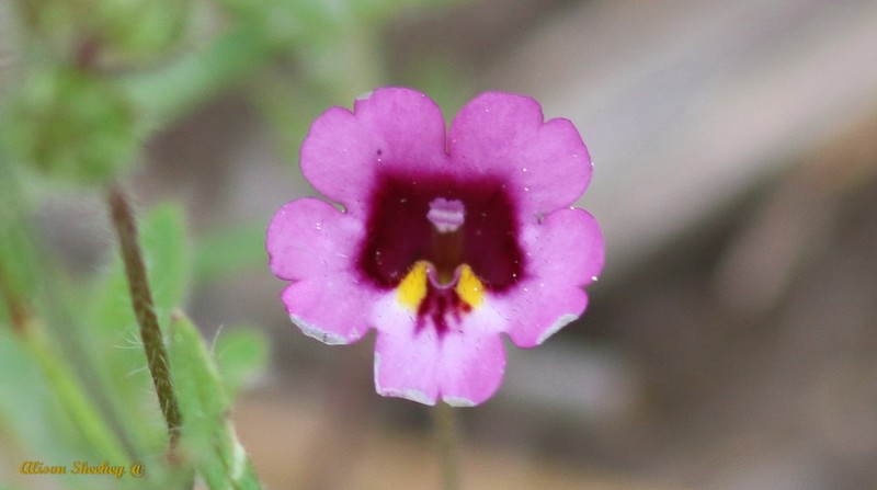 Erythranthe sierrae photo 7