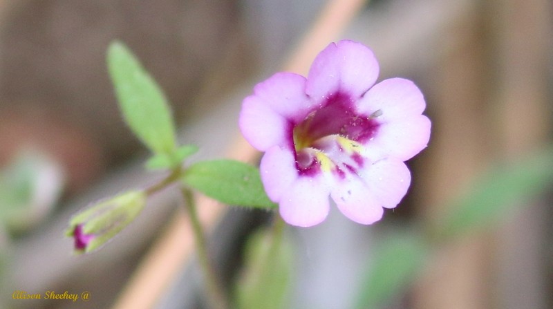 Erythranthe sierrae photo 8