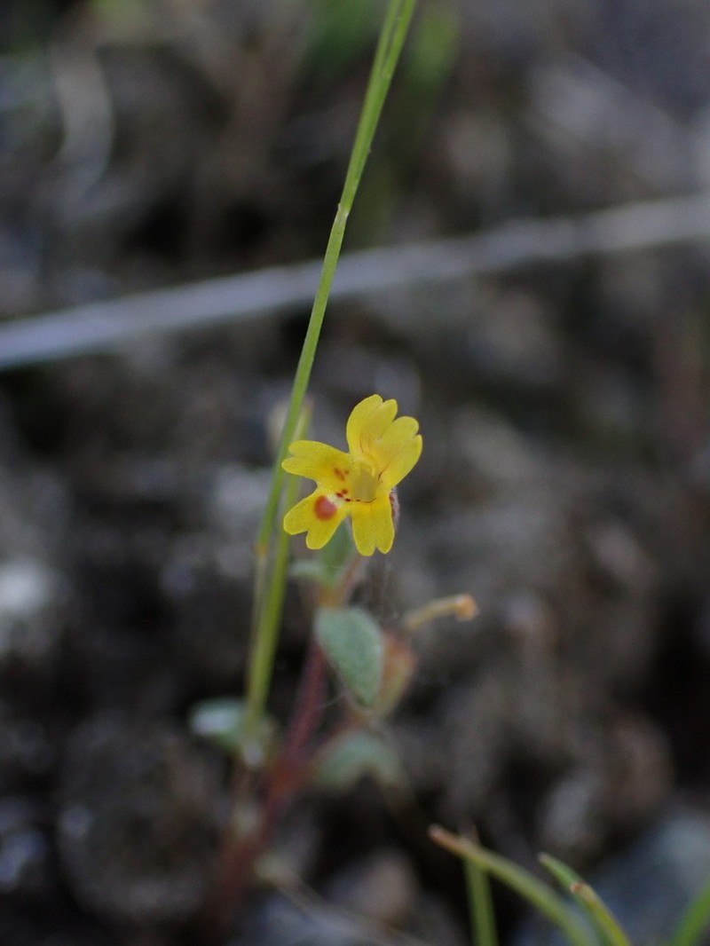 Suksdorf's Monkeyflower