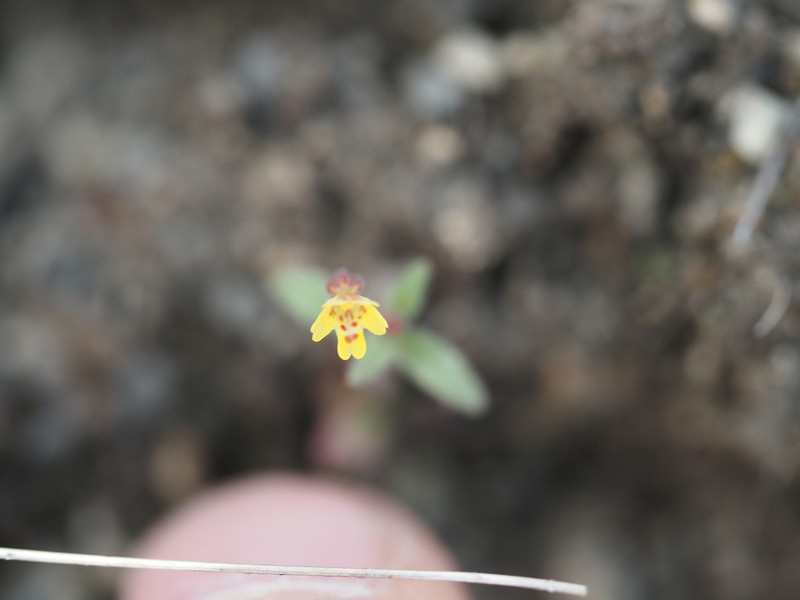 Suksdorf's Monkeyflower photo 2