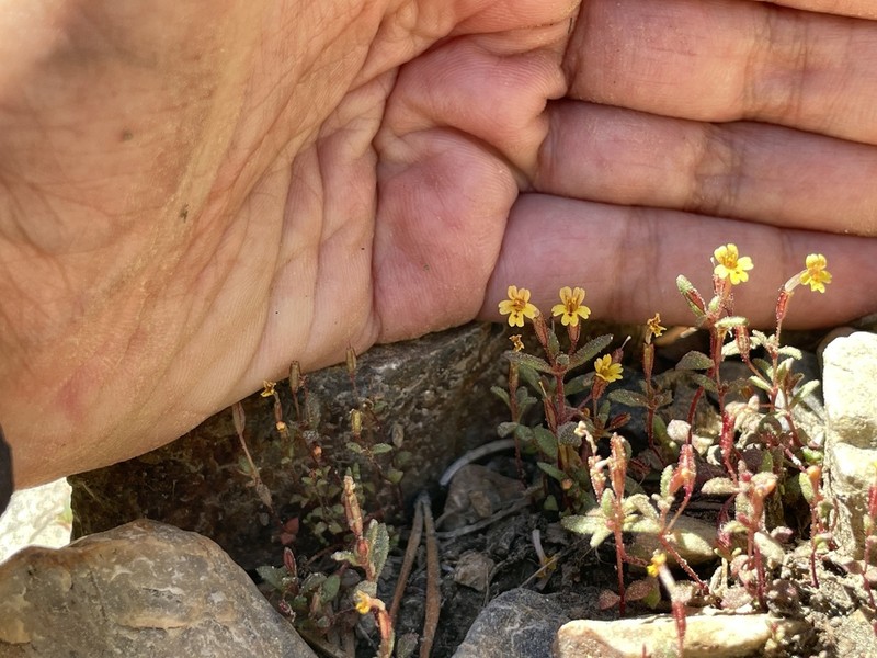 Suksdorf's Monkeyflower photo 3
