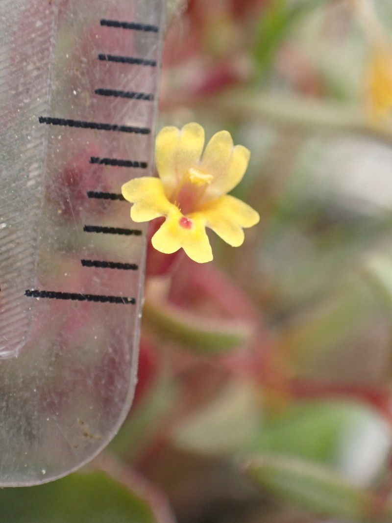 Suksdorf's Monkeyflower photo 4