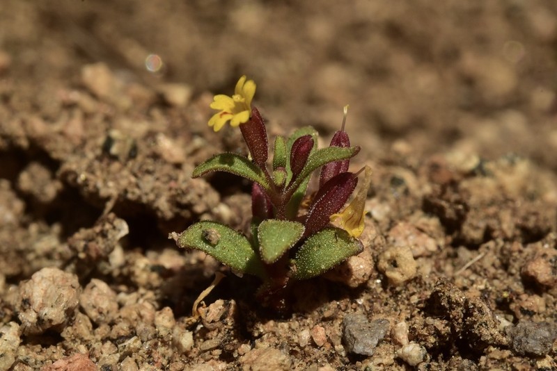 Suksdorf's Monkeyflower photo 5