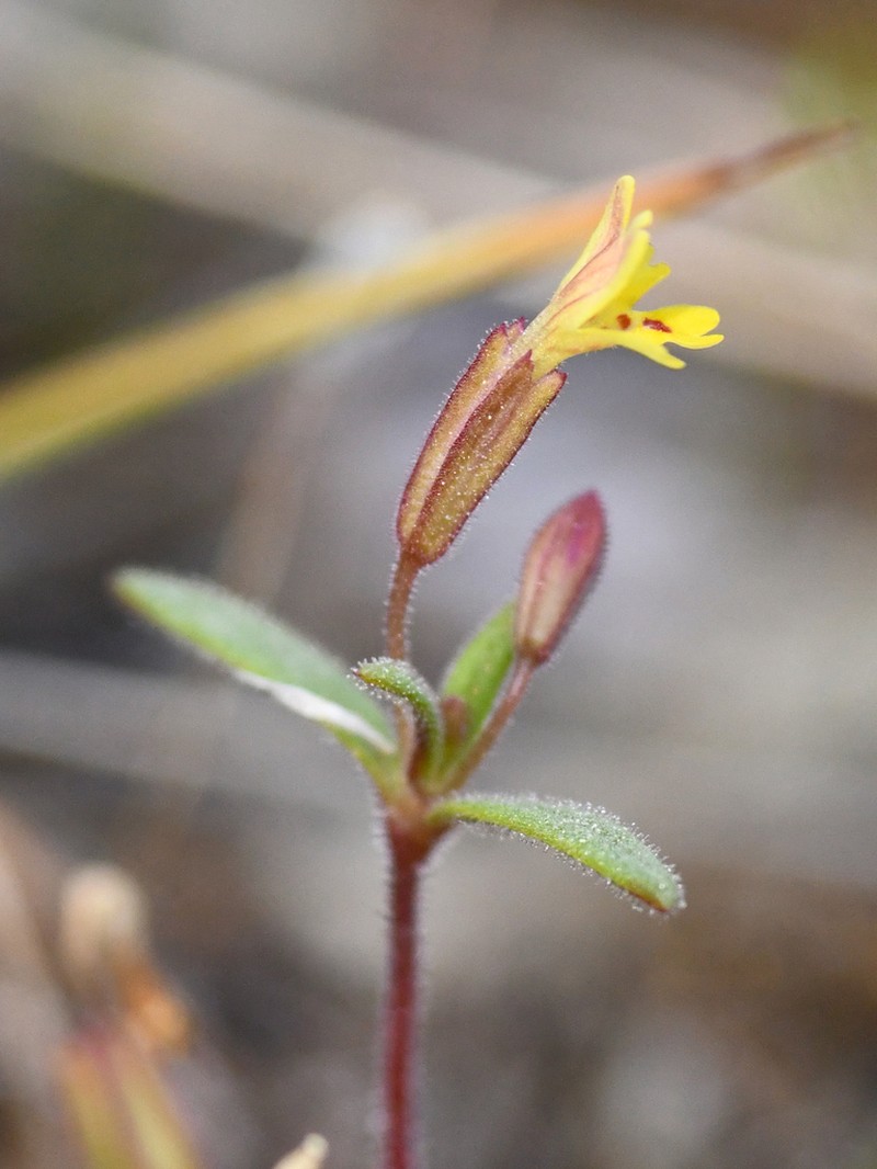 Suksdorf's Monkeyflower photo 6