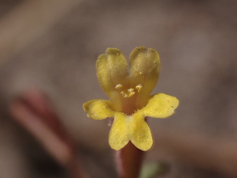 Suksdorf's Monkeyflower photo 7