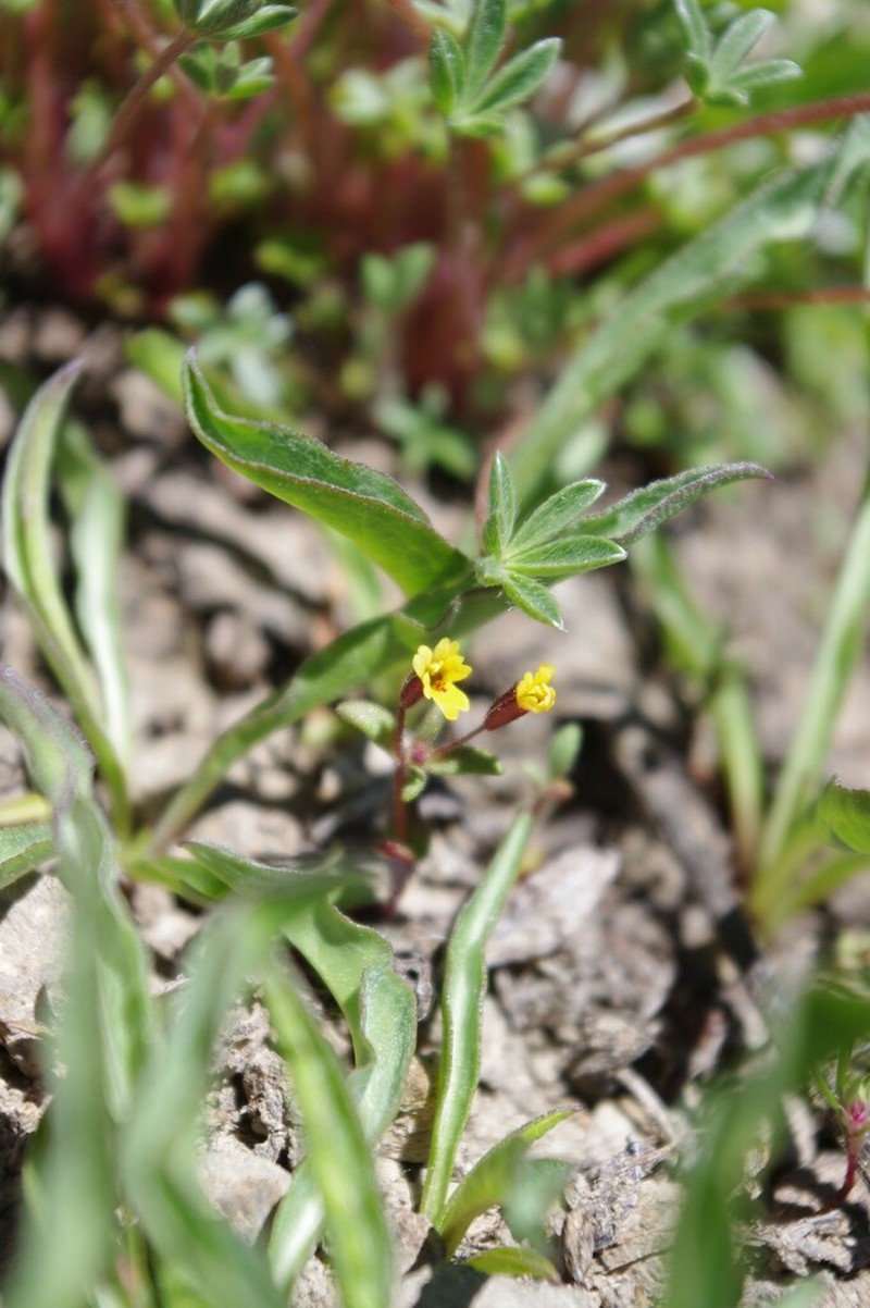 Suksdorf's Monkeyflower photo 8