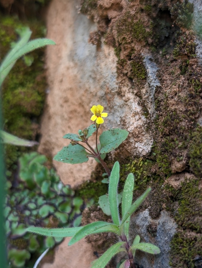 Erythranthe taylorii photo 2