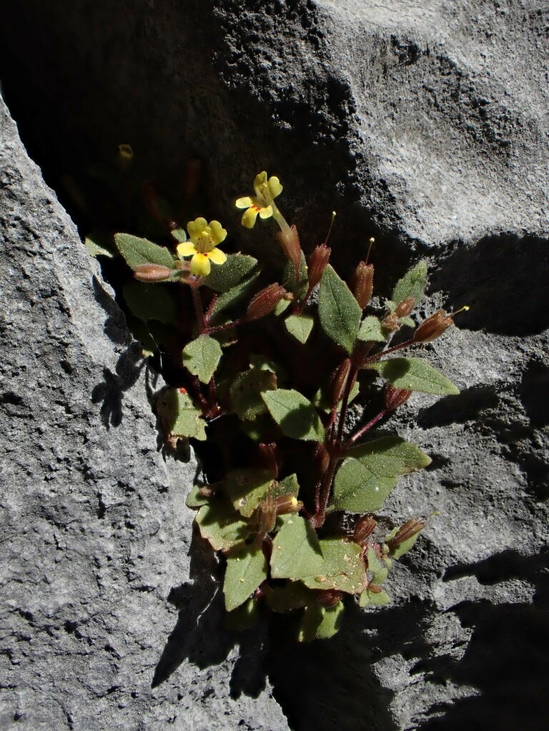 Erythranthe taylorii photo 3