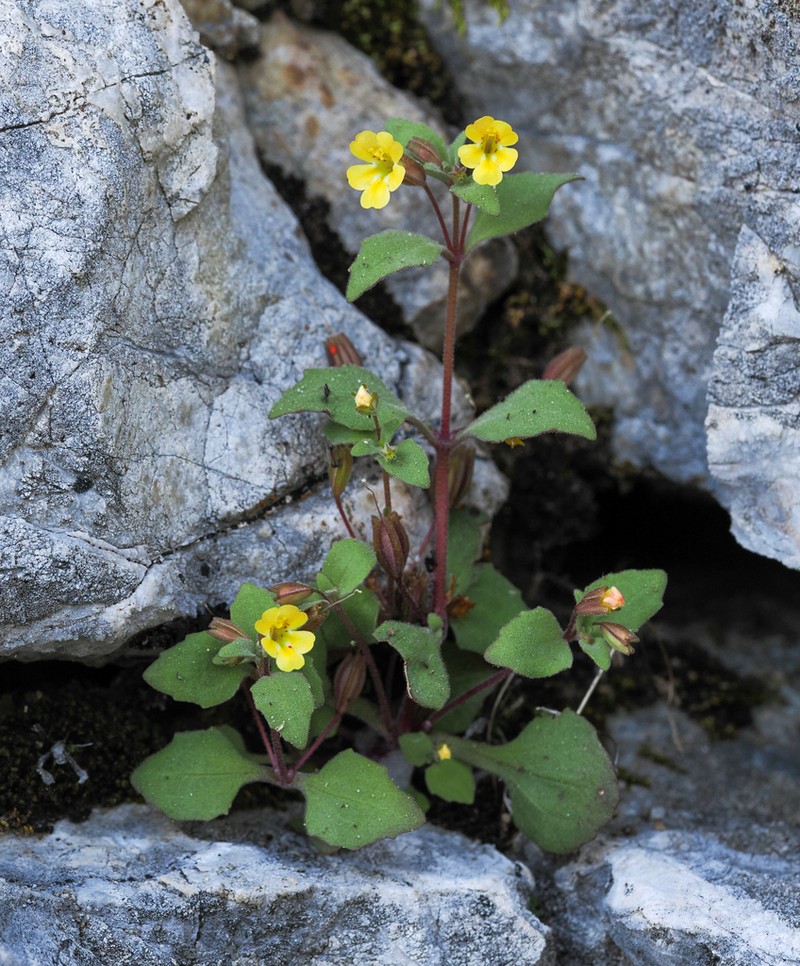 Erythranthe taylorii photo 4