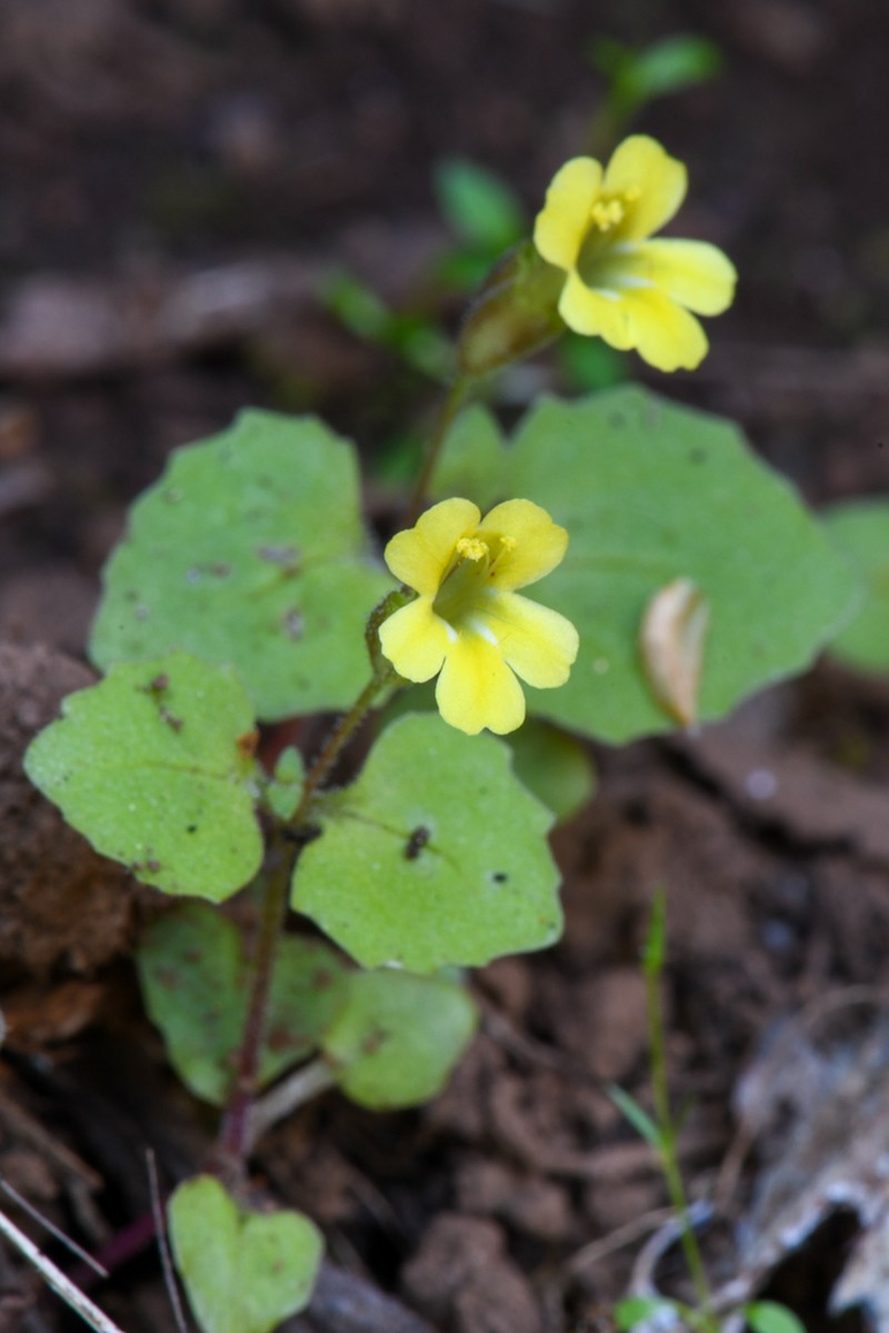 Erythranthe taylorii photo 5