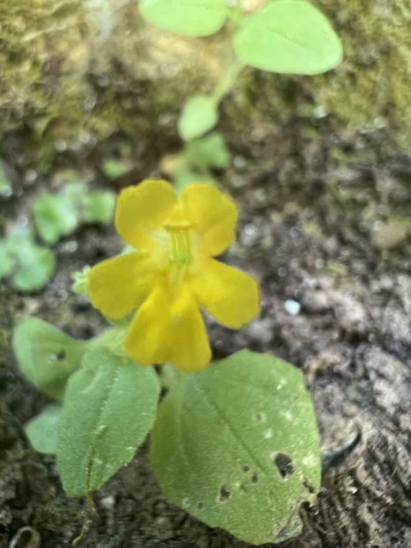 Erythranthe taylorii photo 6