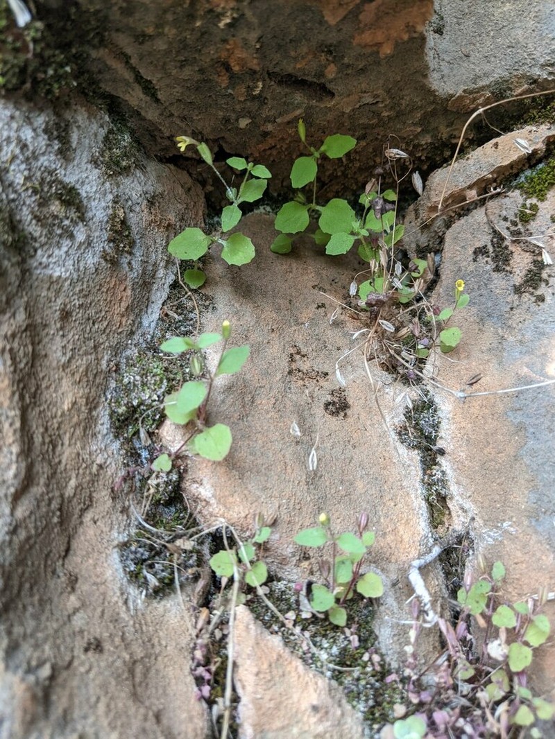 Erythranthe taylorii photo 7
