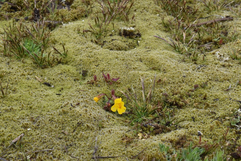 Erythranthe thermalis