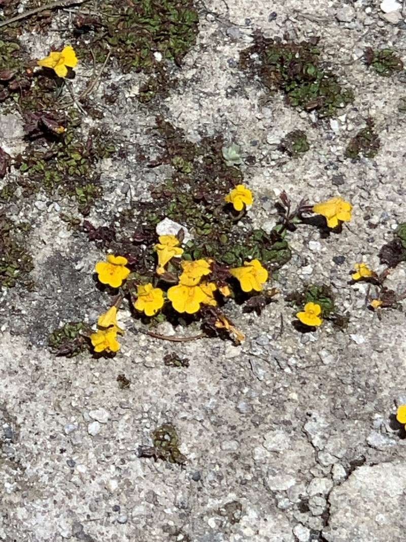 Erythranthe thermalis photo 7