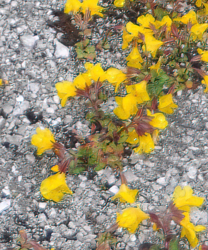 Erythranthe thermalis photo 8