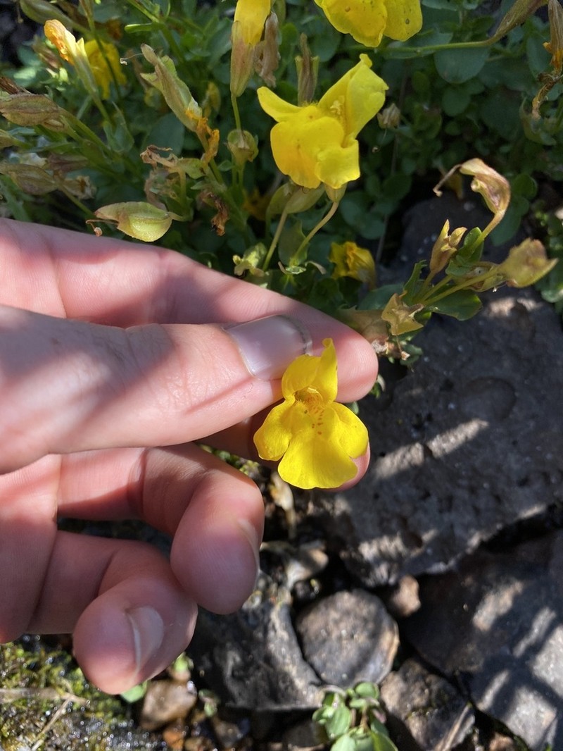 Tiling's Monkeyflower photo 2